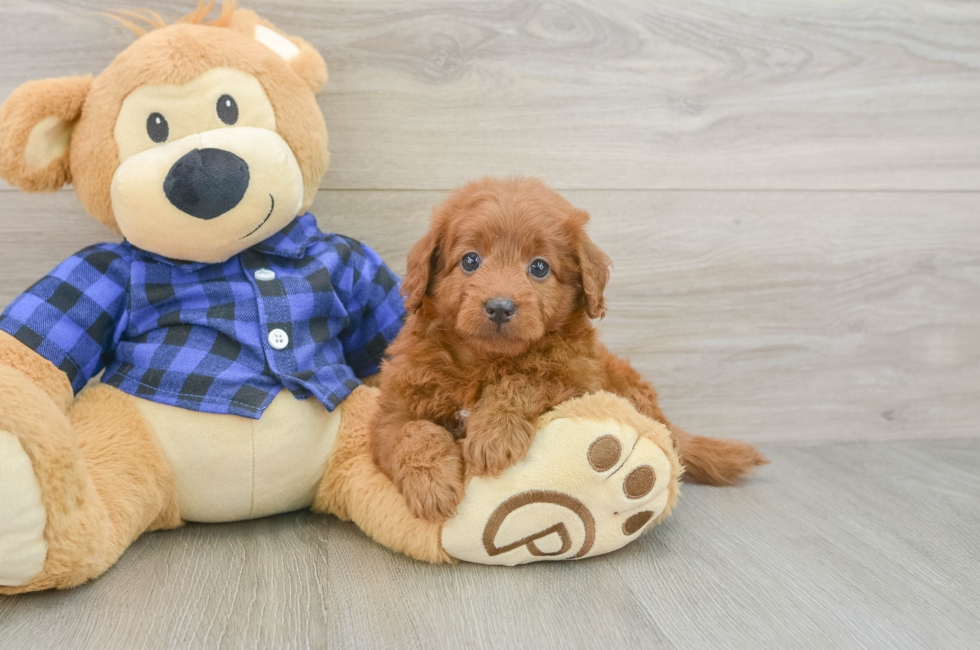 6 week old Mini Goldendoodle Puppy For Sale - Florida Fur Babies