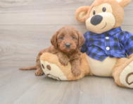 7 week old Mini Goldendoodle Puppy For Sale - Florida Fur Babies