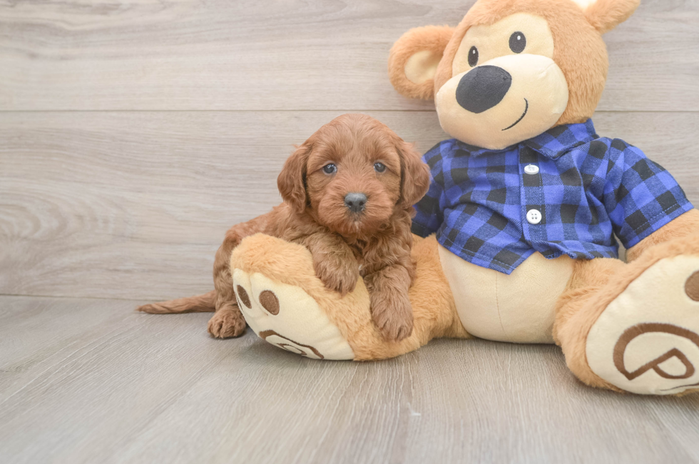 5 week old Mini Goldendoodle Puppy For Sale - Florida Fur Babies