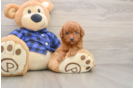 Funny Mini Goldendoodle Poodle Mix Pup