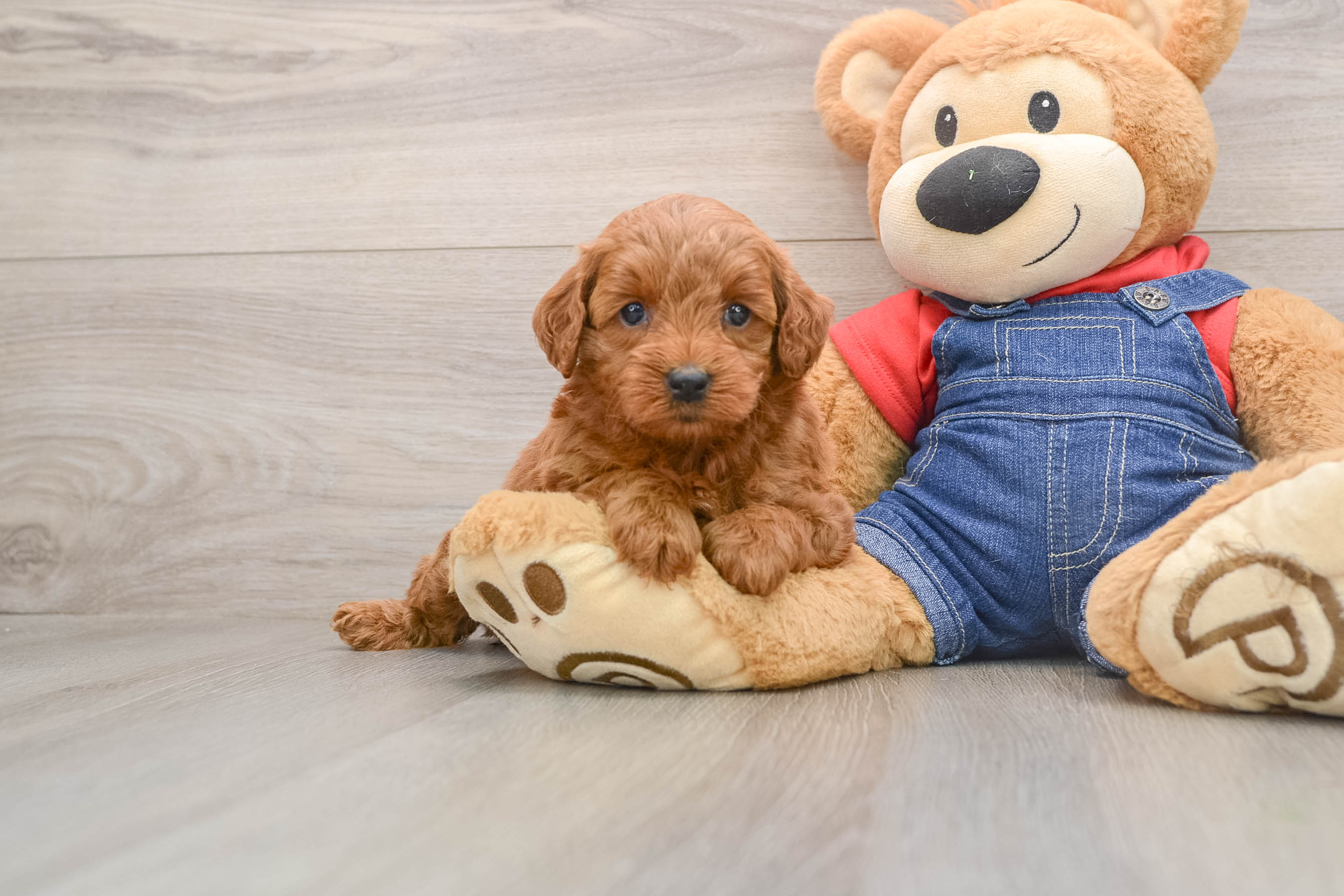Small Mini Goldendoodle Baby