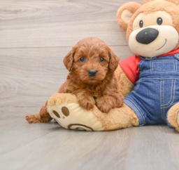 6 week old Mini Goldendoodle Puppy For Sale - Florida Fur Babies