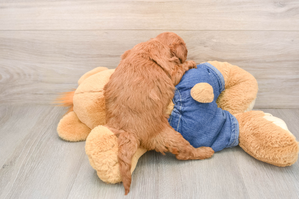 Petite Mini Goldendoodle Poodle Mix Pup