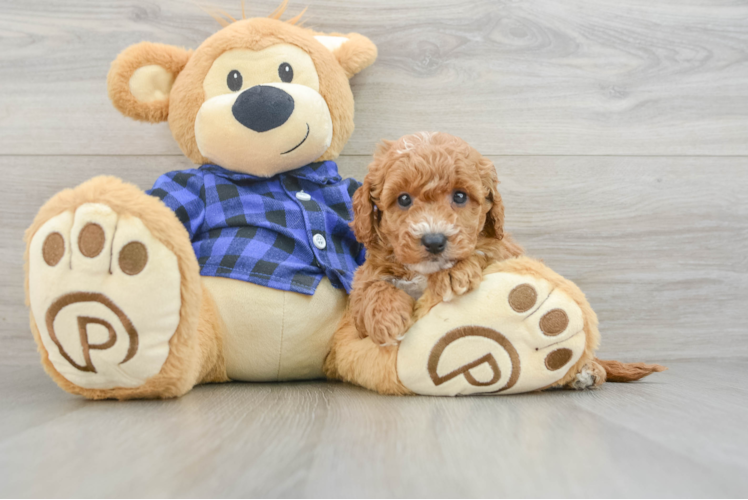 Hypoallergenic Mini Goldiepoo Poodle Mix Puppy