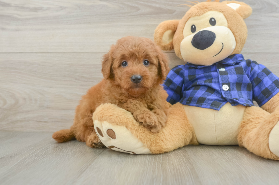 6 week old Mini Goldendoodle Puppy For Sale - Florida Fur Babies