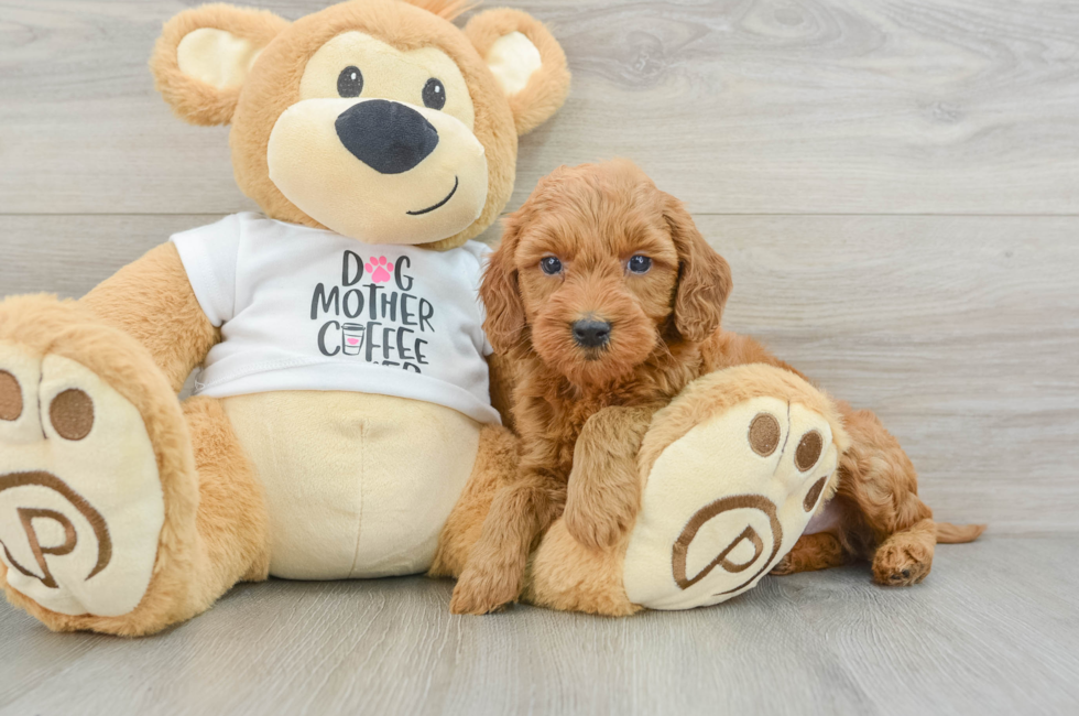 6 week old Mini Goldendoodle Puppy For Sale - Florida Fur Babies