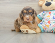 7 week old Mini Goldendoodle Puppy For Sale - Florida Fur Babies