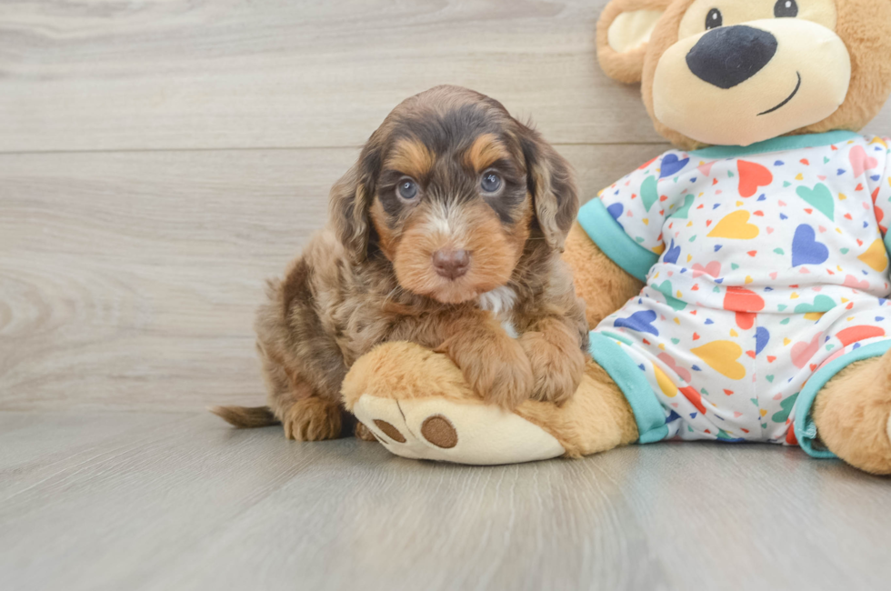 6 week old Mini Goldendoodle Puppy For Sale - Florida Fur Babies