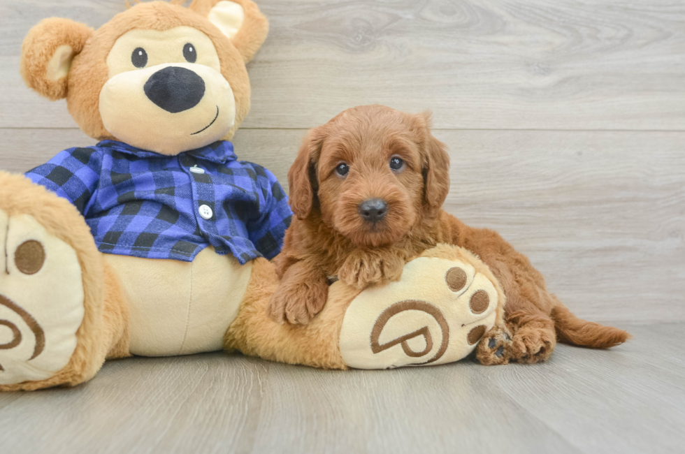 6 week old Mini Goldendoodle Puppy For Sale - Florida Fur Babies