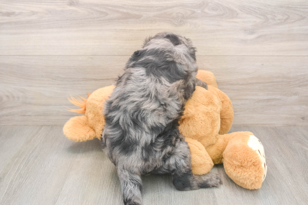 Mini Goldendoodle Puppy for Adoption