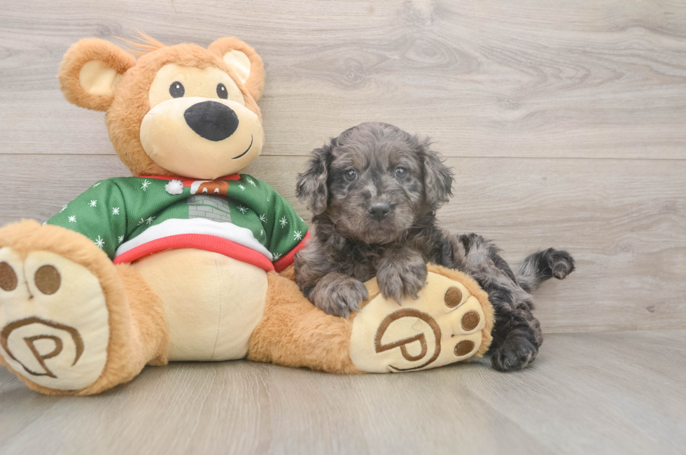 5 week old Mini Goldendoodle Puppy For Sale - Florida Fur Babies