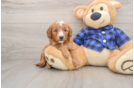 Mini Goldendoodle Pup Being Cute
