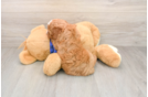 Best Mini Goldendoodle Baby