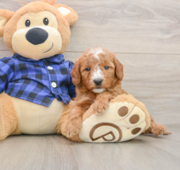 7 week old Mini Goldendoodle Puppy For Sale - Florida Fur Babies