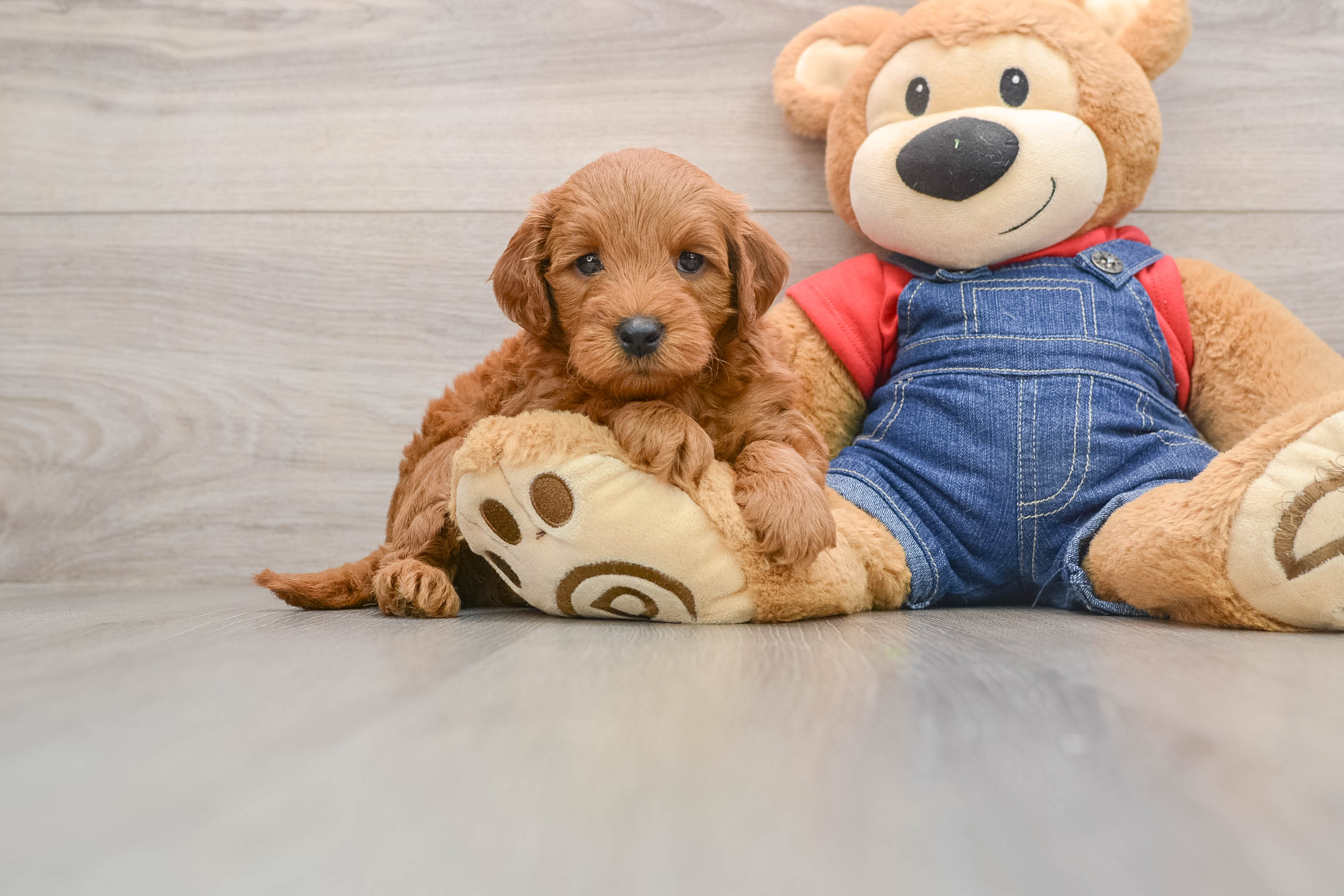 Best Mini Goldendoodle Baby