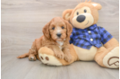 Best Mini Goldendoodle Baby