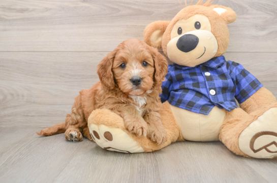 Best Mini Goldendoodle Baby