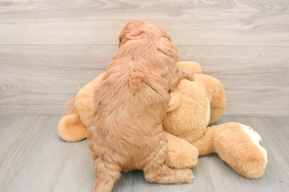 Happy Mini Goldendoodle Baby