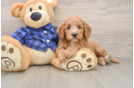 Popular Mini Goldendoodle Poodle Mix Pup