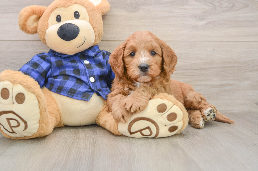 Popular Mini Goldendoodle Poodle Mix Pup