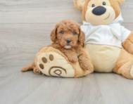 6 week old Mini Goldendoodle Puppy For Sale - Florida Fur Babies