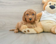 7 week old Mini Goldendoodle Puppy For Sale - Florida Fur Babies