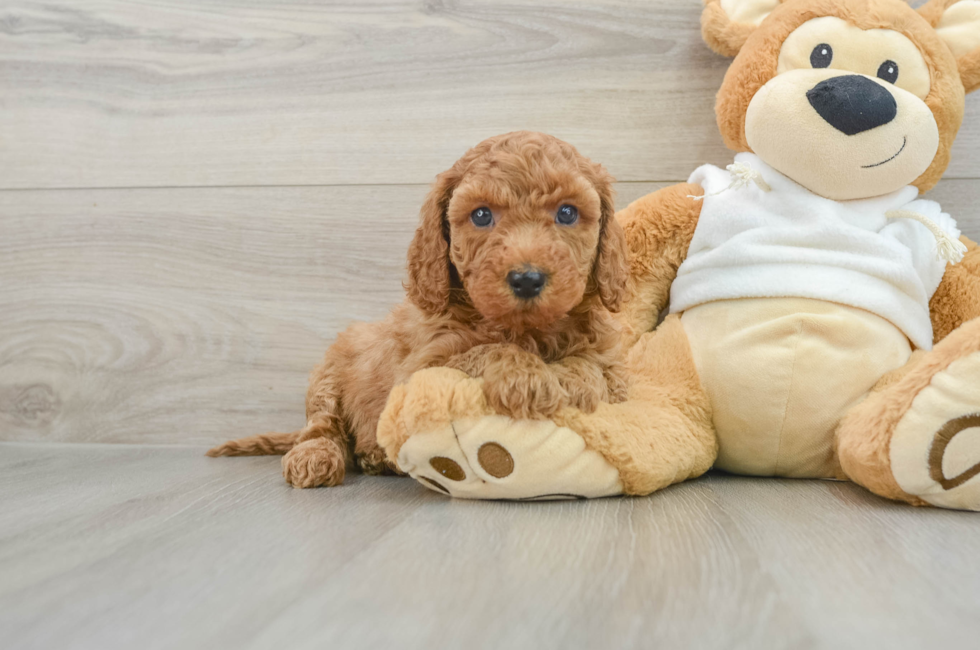 8 week old Mini Goldendoodle Puppy For Sale - Florida Fur Babies