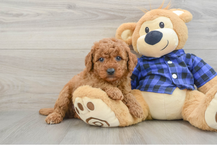 Mini Goldendoodle Puppy for Adoption
