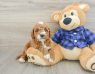 6 week old Mini Goldendoodle Puppy For Sale - Florida Fur Babies