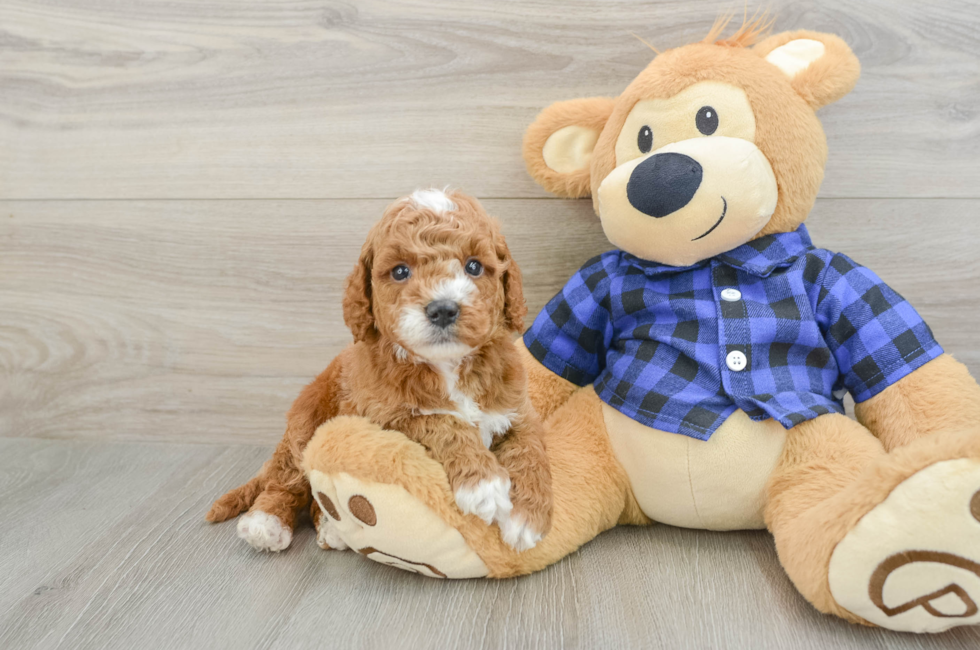 6 week old Mini Goldendoodle Puppy For Sale - Florida Fur Babies