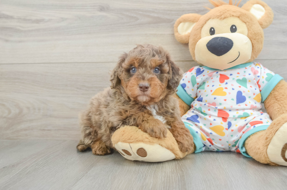 6 week old Mini Goldendoodle Puppy For Sale - Florida Fur Babies