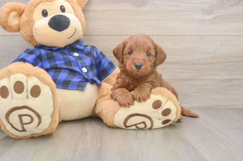 5 week old Mini Goldendoodle Puppy For Sale - Florida Fur Babies