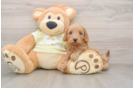 Mini Goldendoodle Puppy for Adoption