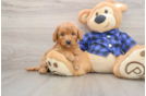 Best Mini Goldendoodle Baby