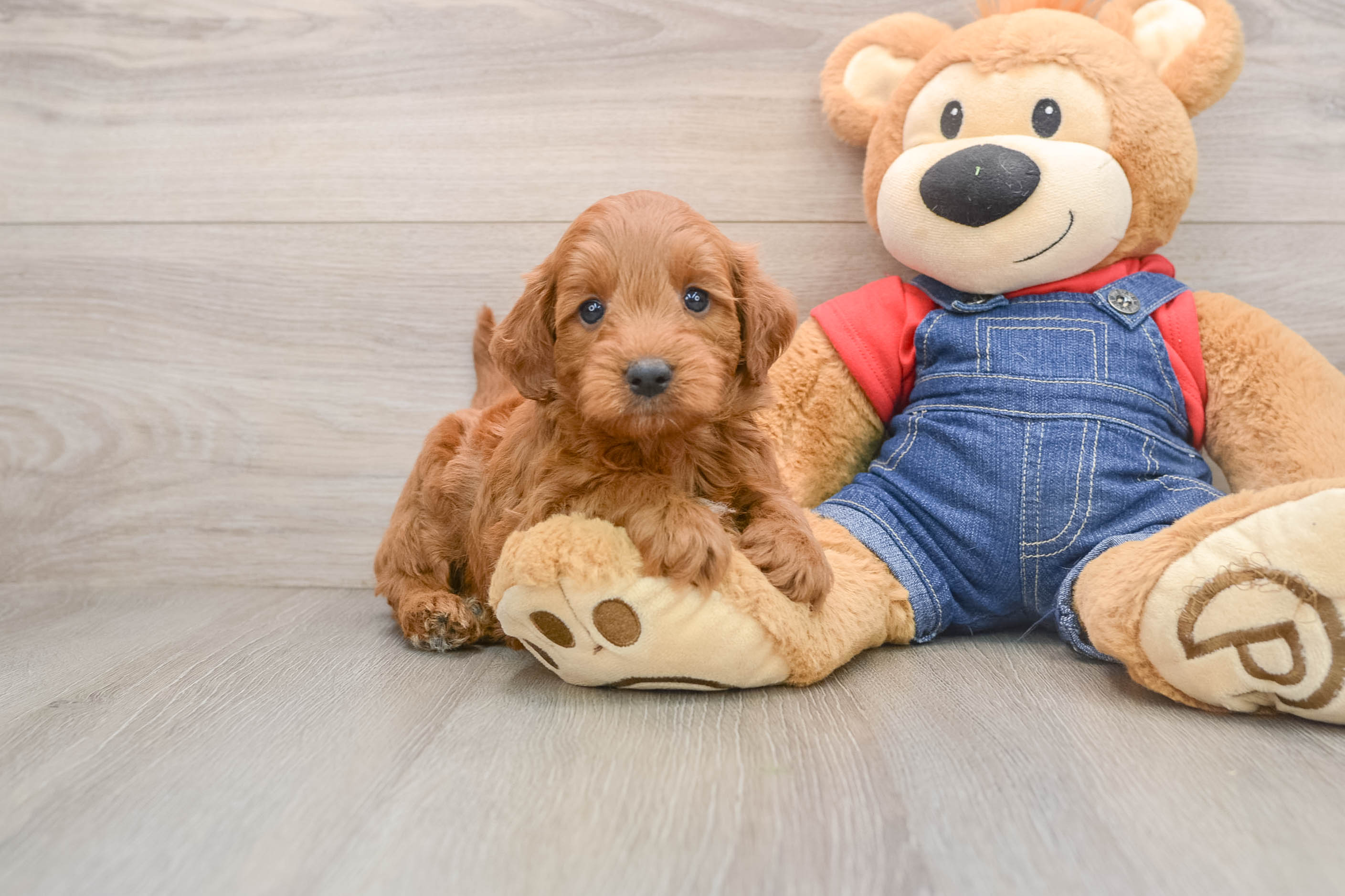 Happy Mini Goldendoodle Baby