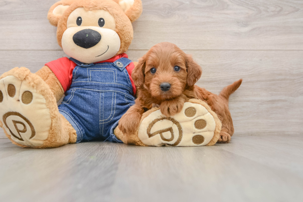 Mini Goldendoodle Puppy for Adoption