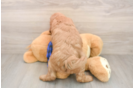 Energetic Golden Doodle Poodle Mix Puppy