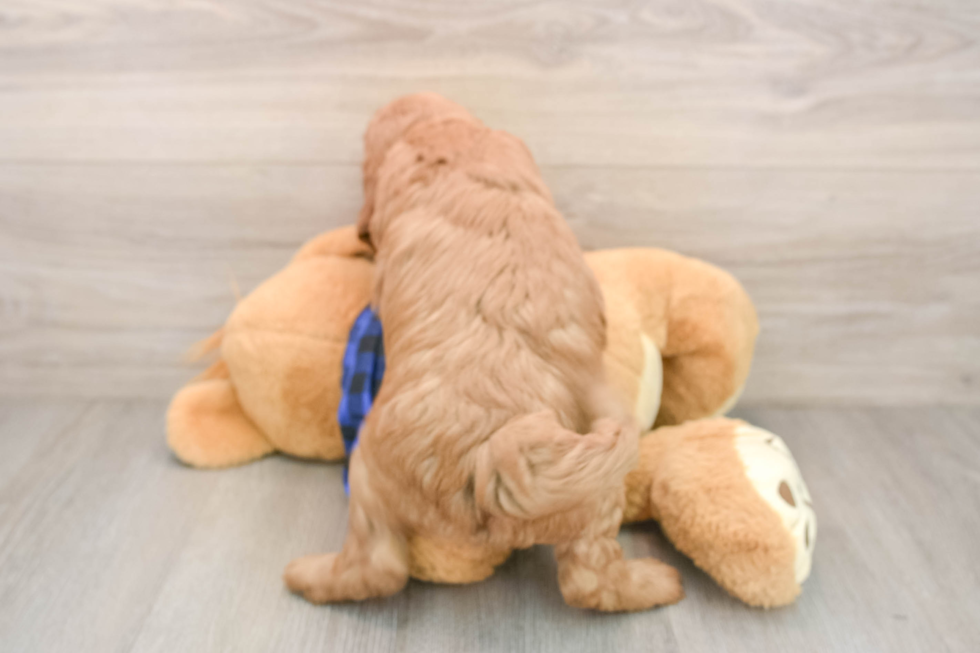 Energetic Golden Doodle Poodle Mix Puppy