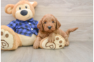 Mini Goldendoodle Pup Being Cute