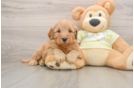 Mini Goldendoodle Puppy for Adoption