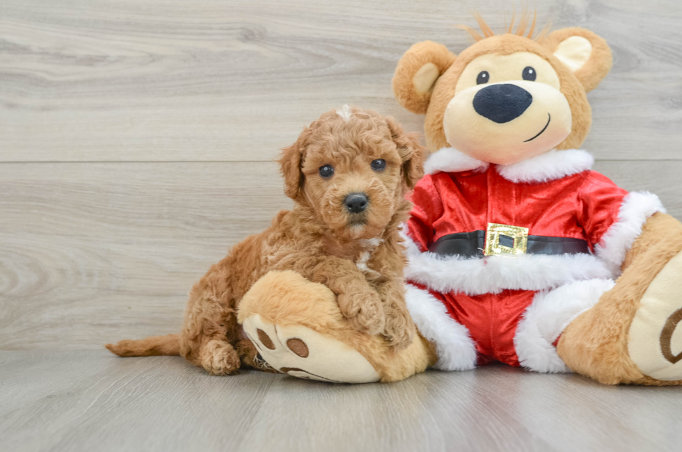 6 week old Mini Goldendoodle Puppy For Sale - Florida Fur Babies