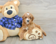 6 week old Mini Goldendoodle Puppy For Sale - Florida Fur Babies