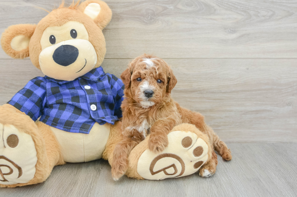 6 week old Mini Goldendoodle Puppy For Sale - Florida Fur Babies