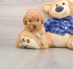7 week old Mini Goldendoodle Puppy For Sale - Florida Fur Babies
