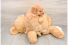Little Mini Goldenpoo Poodle Mix Puppy