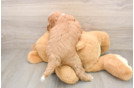 Smart Mini Goldendoodle Poodle Mix Pup