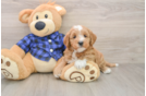 Adorable Golden Retriever Poodle Mix Poodle Mix Puppy