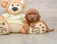 7 week old Mini Goldendoodle Puppy For Sale - Florida Fur Babies