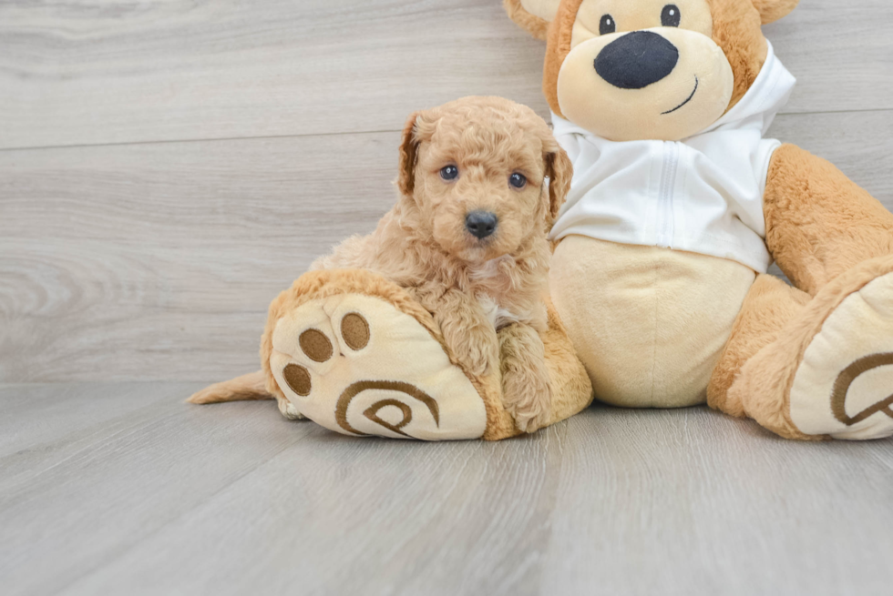 Funny Mini Goldendoodle Poodle Mix Pup