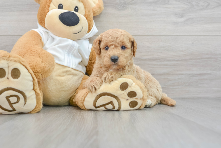 Little Golden Retriever Poodle Mix Puppy